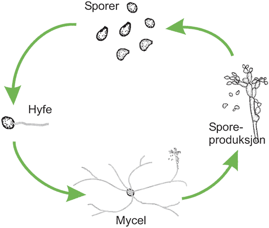 Hyfer sopp